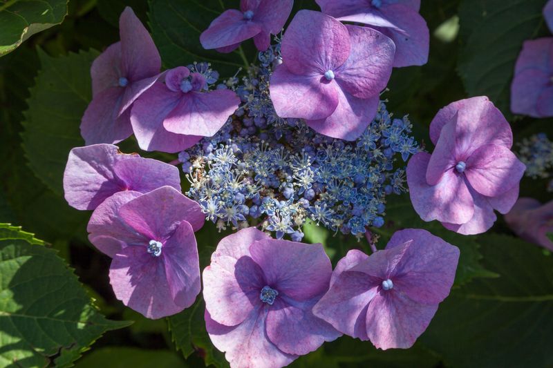 Over Shallow-Rooted Azaleas And Hydrangeas