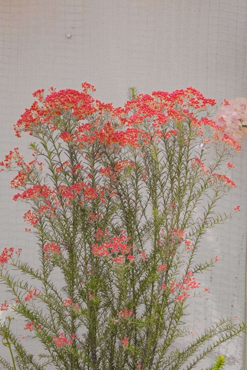 Overall Plant Looks Sparse Instead Of Full