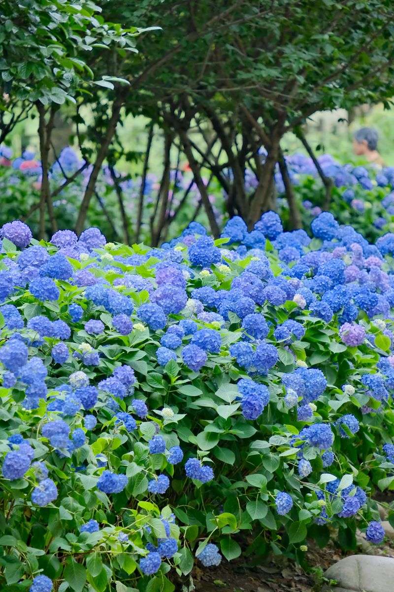 Overcrowded Plants Block Proper Airflow