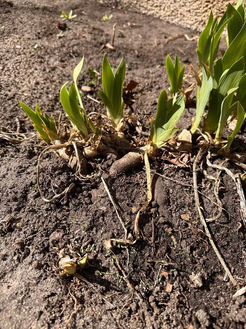 Overcrowded Rhizomes Compete For Limited Nutrients