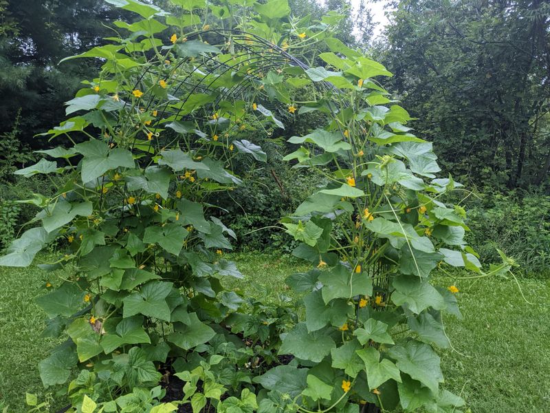 Overcrowded Vines Compete For Resources