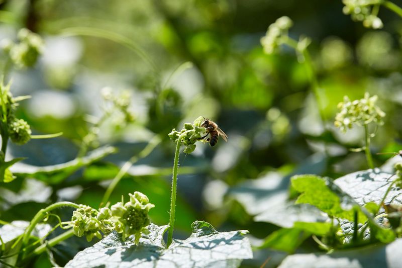 Overcrowding Plants Blocks Proper Pollination Access