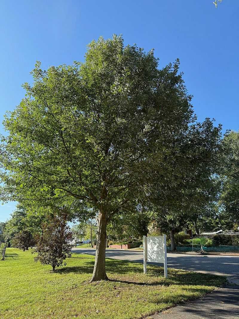 Overcup Oak Handles Poorly Drained Areas