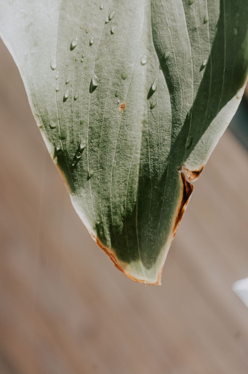 Overfertilizing Burns The Delicate Leaf Edges