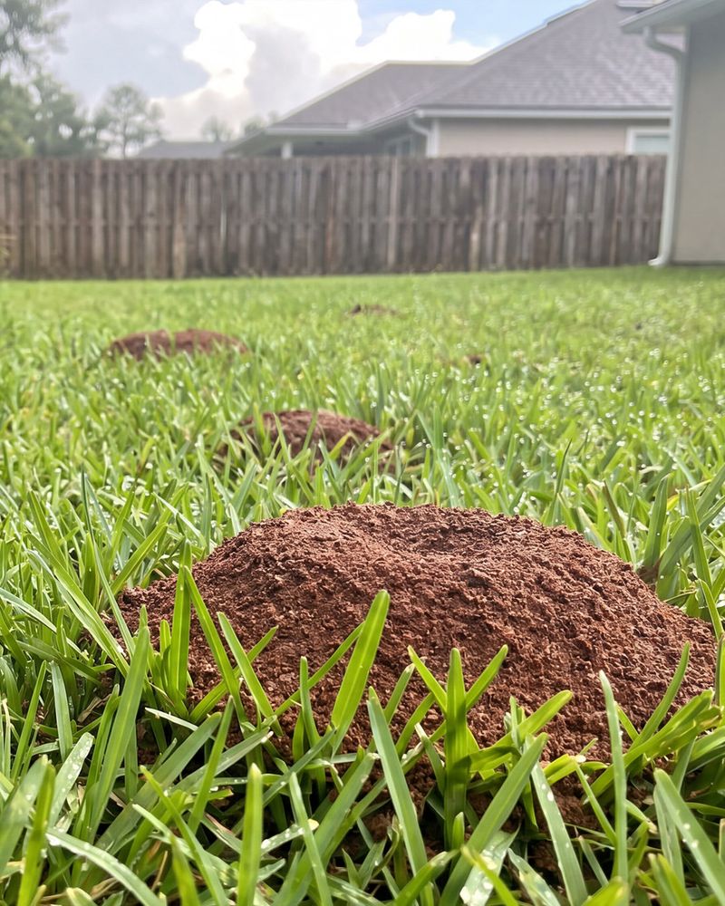 Overgrown Areas Make Colonies Harder To Notice