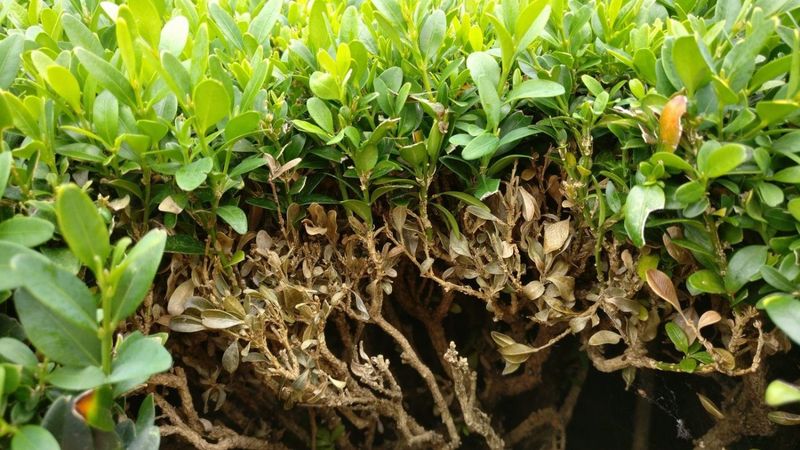 Overgrown Boxwood Needs Air And Light
