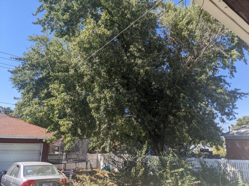 Overgrown Canopies That Catch More Wind