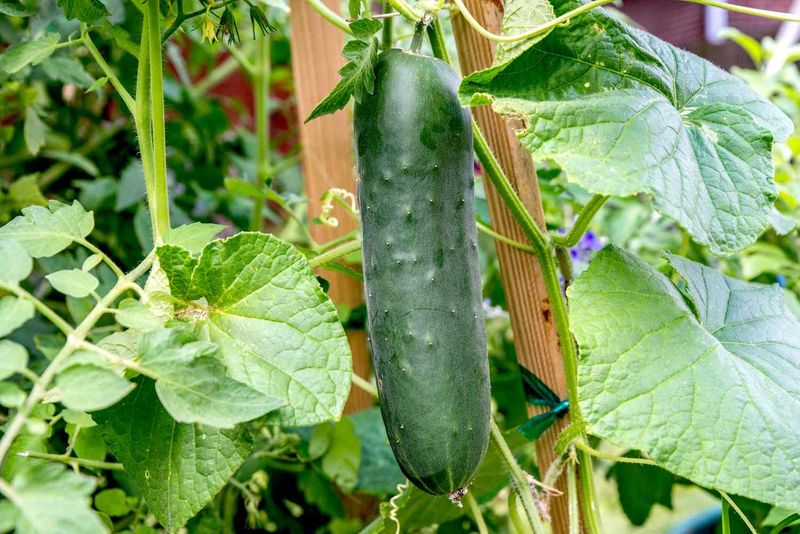 Overgrown Cucumbers Can Taste More Bitter Overgrown Cucumbers Can Taste More Bitter