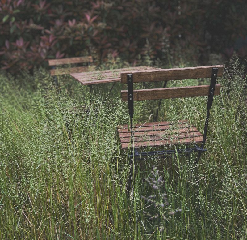 Overgrown Grass And Unmowed Lawns
