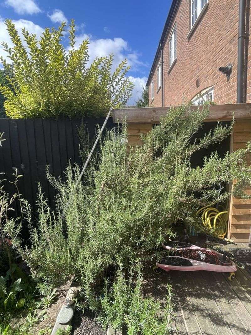 Overgrown Rosemary Can Touch Siding