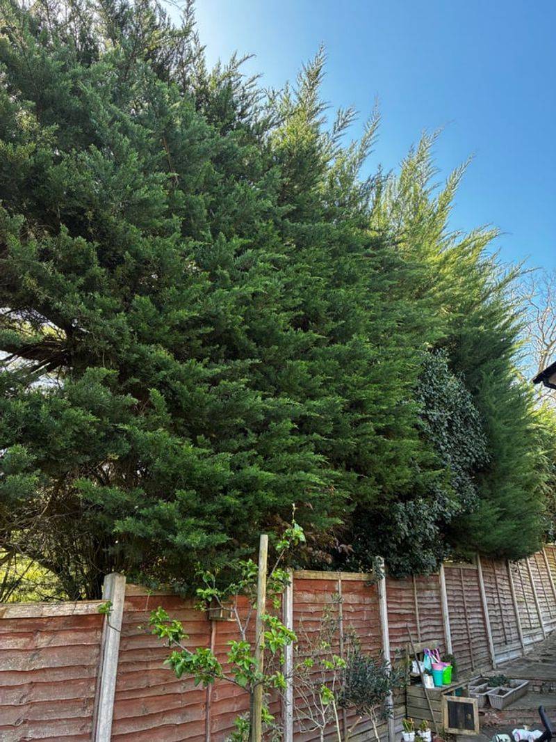 Overgrown Shrubs Create A Ladder For Fire