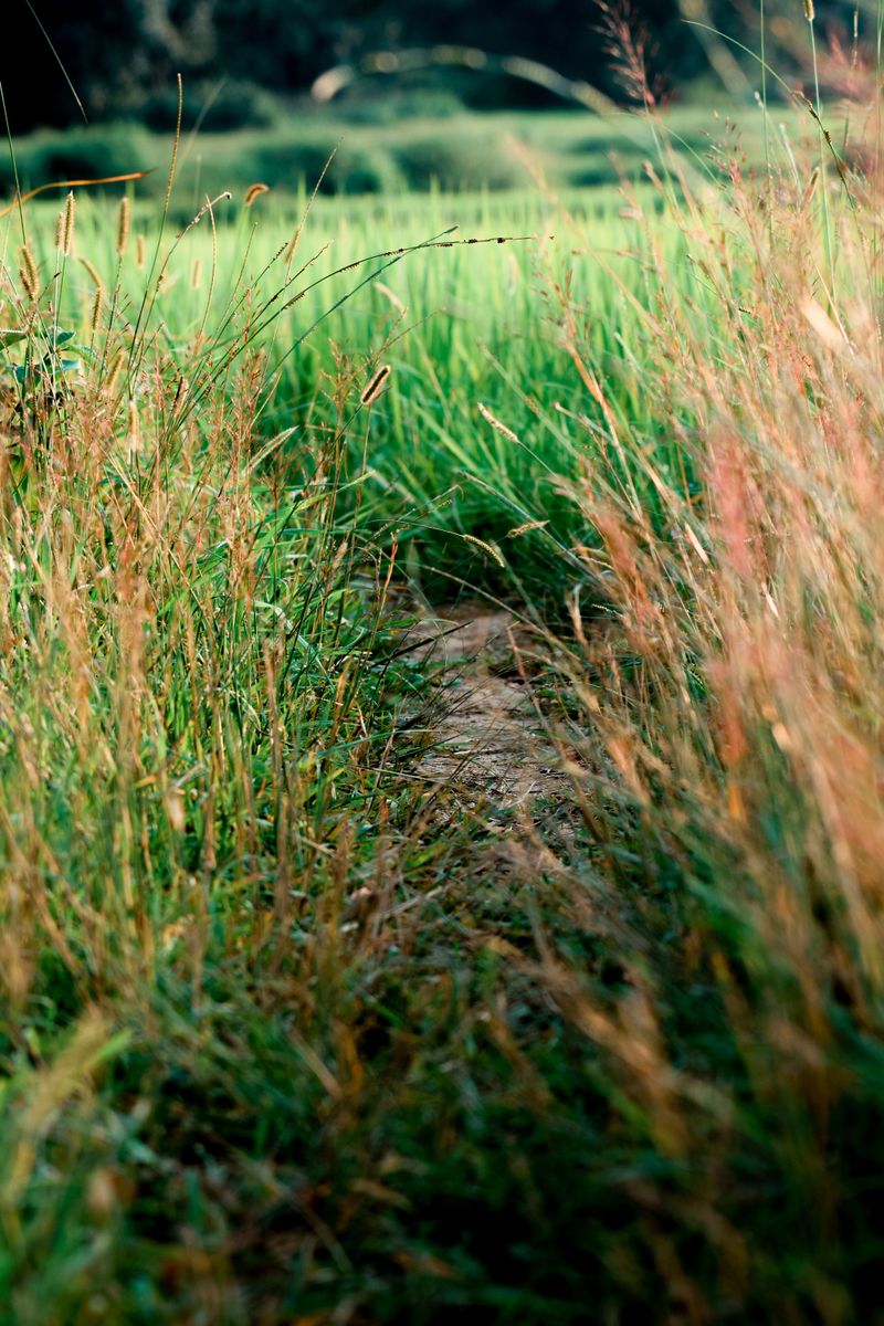 Overgrown Weedy Patches Near The Yard's Border