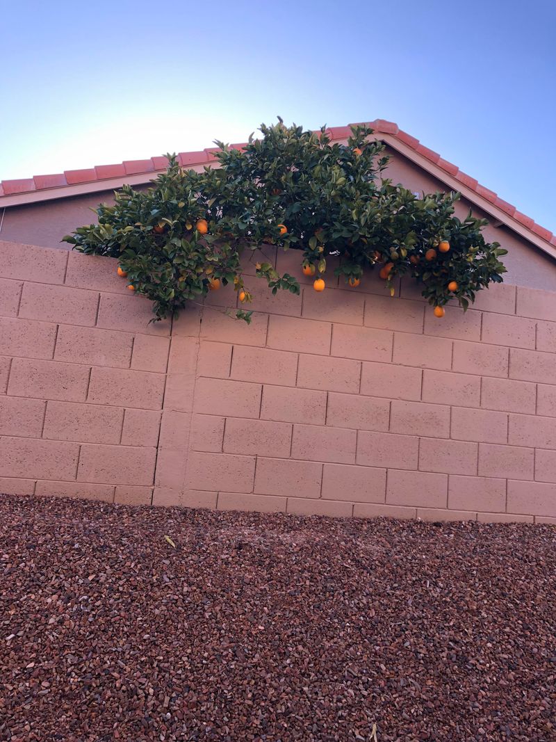 Overhanging Fruit May Be Different Than Fallen Fruit Overhanging Fruit May Be Different Than Fallen Fruit