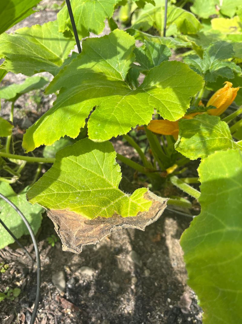 Overhead Watering Adds Risk