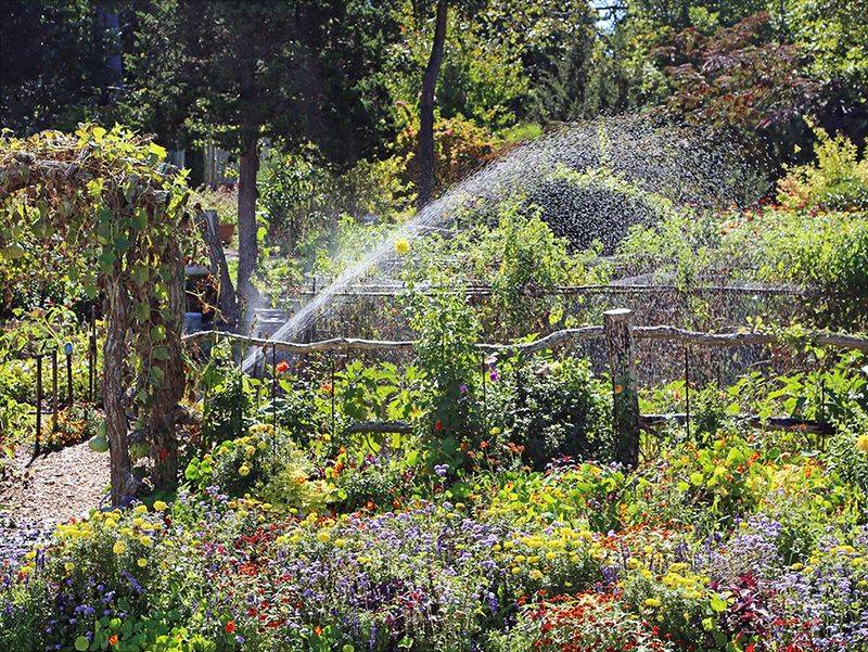 Overhead Watering At The Wrong Time Creates More Risk