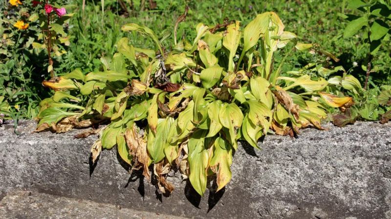 Overhead Watering Does Not Fix Dry Roots