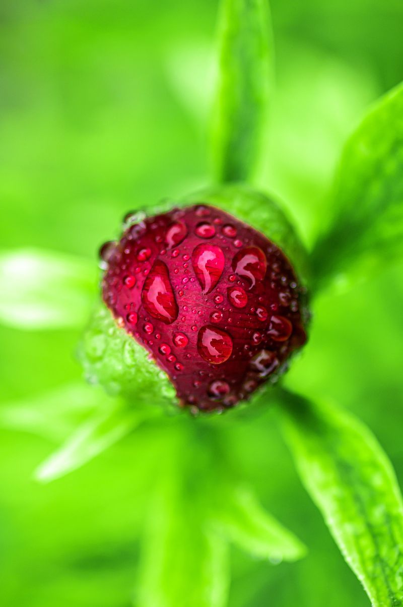 Overhead Watering Encourages Powdery Mildew On Leaves Overhead Watering Encourages Powdery Mildew On Leaves