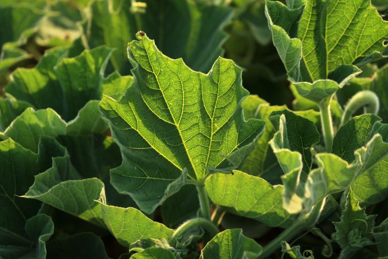 Overhead Watering Keeps Leaf Surfaces Damp Longer Overhead Watering Keeps Leaf Surfaces Damp Longer