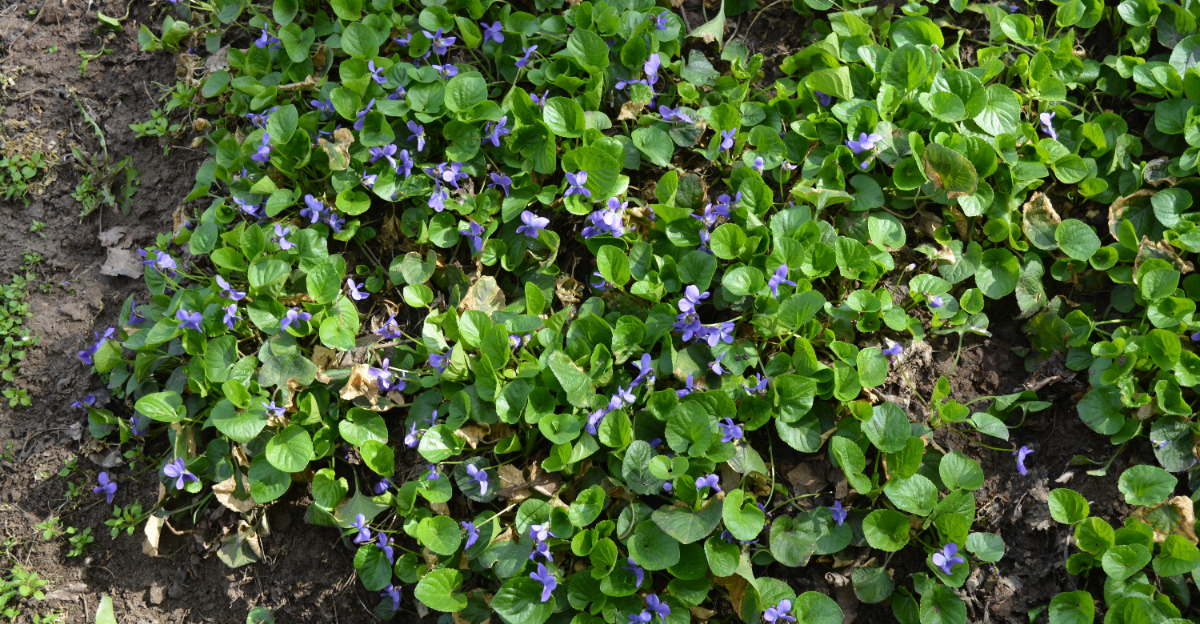 common blue violet