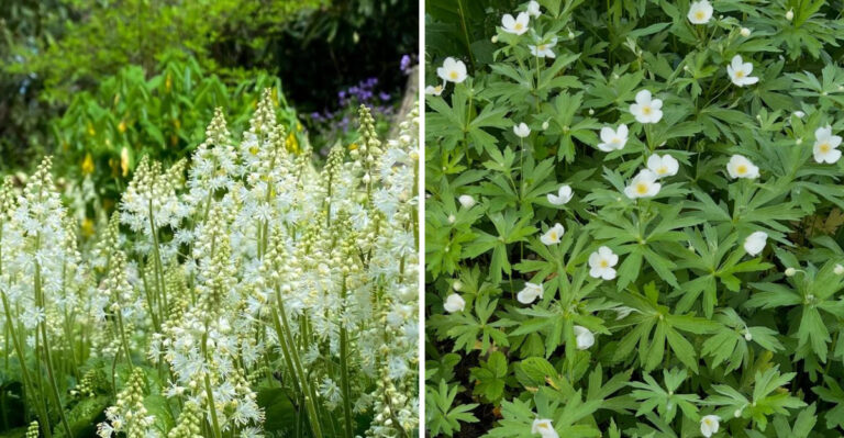Overlooked Native Michigan Groundcovers That Survive Severe Summer Storms