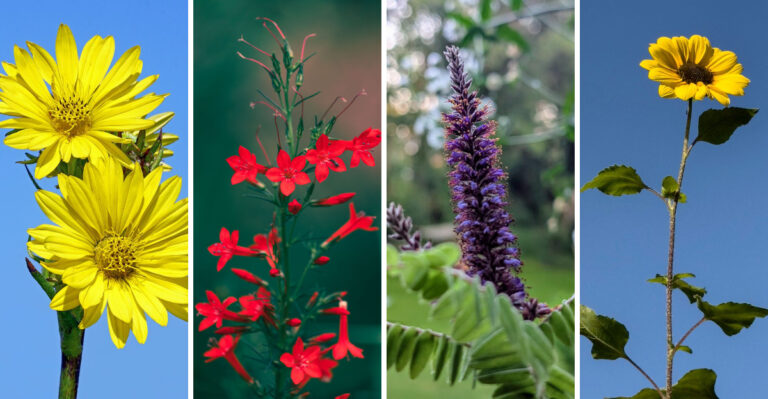Overlooked Prairie Plants Blooming Across Illinois This July