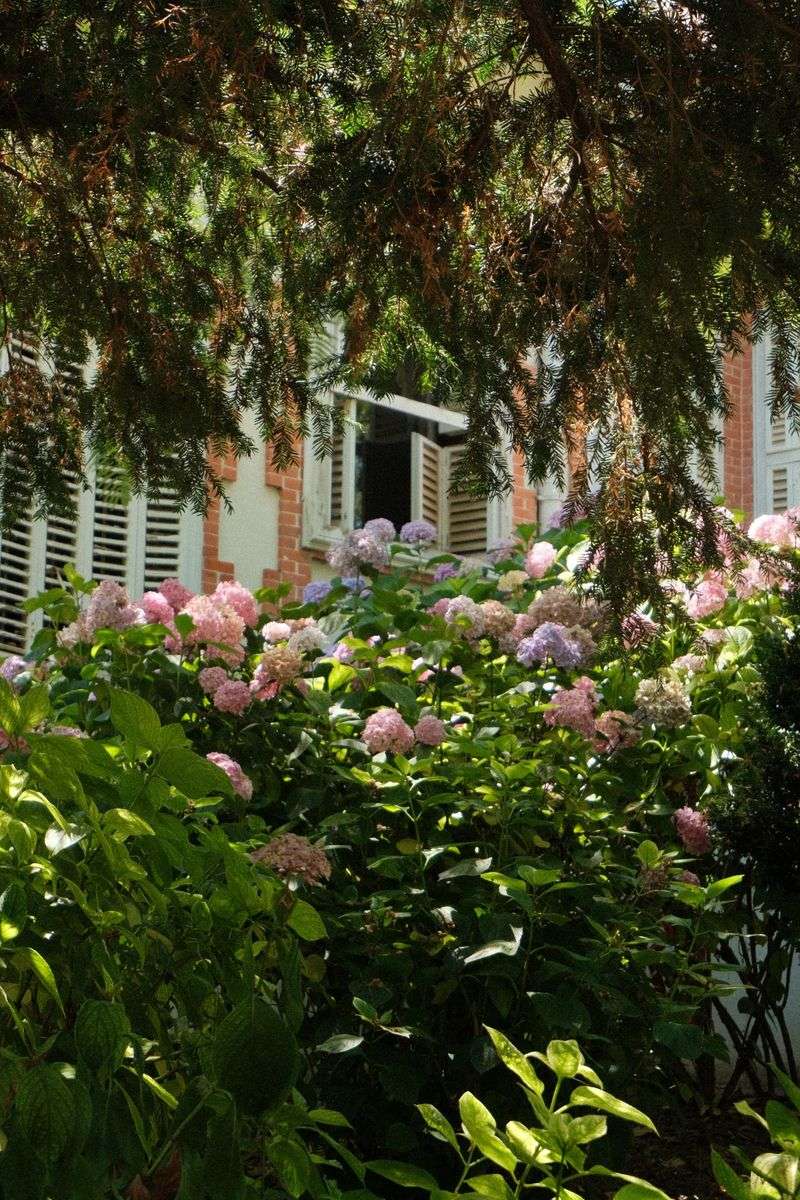 Overlooking Damp Shady Spots Under Shrubs