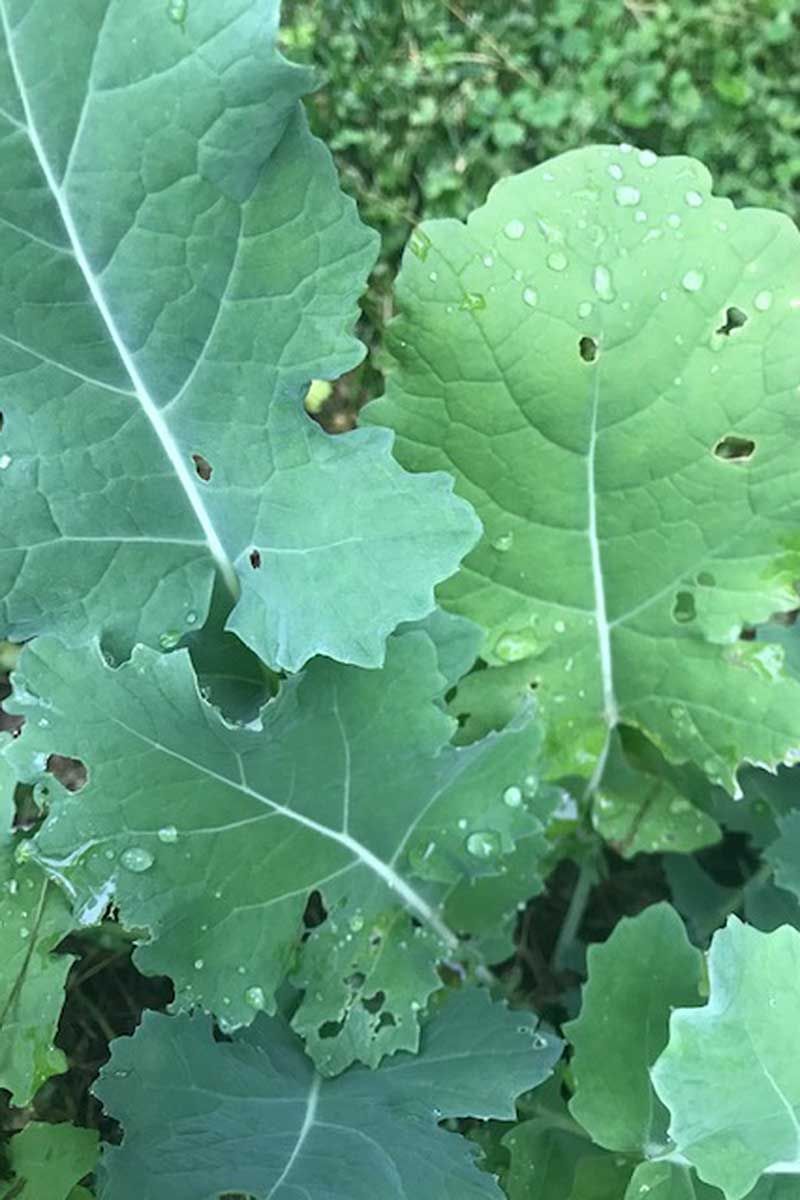 Overnight Damage On Flowers And Vegetables
