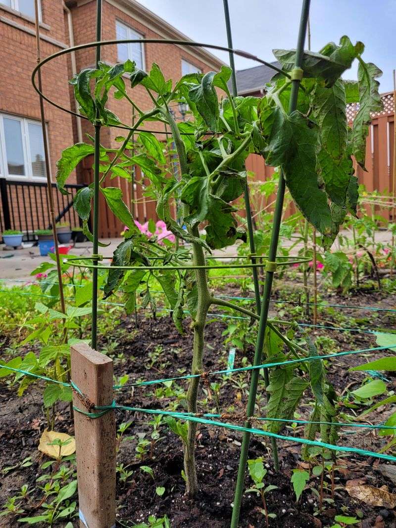 Overpruning Can Remove Flowering Growth