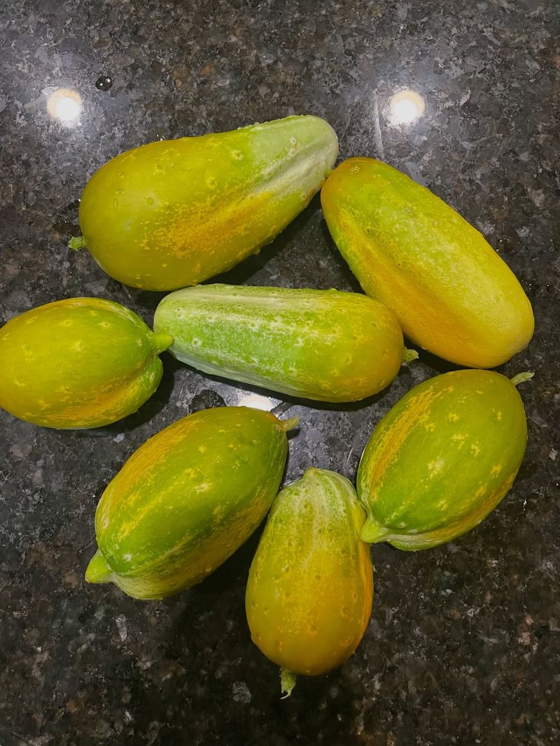 Overripe Cucumbers Taste Harsher Overripe Cucumbers Taste Harsher