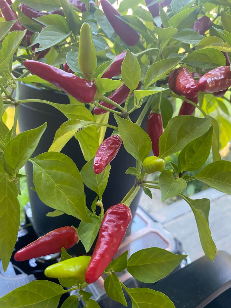 Overripe Peppers Toughen Fast
