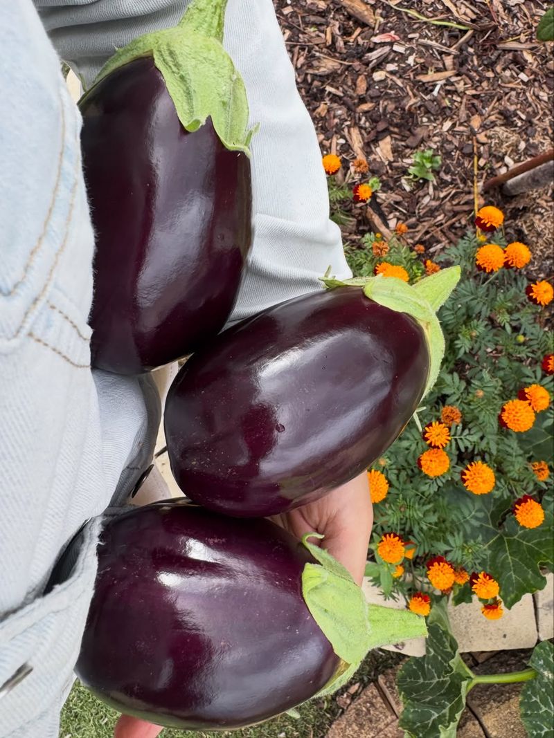Oversized Eggplants Should Be Removed Promptly Oversized Eggplants Should Be Removed Promptly