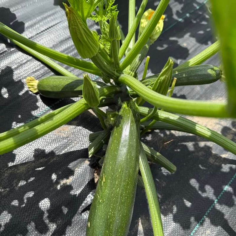 Oversized Zucchini Drains The Plant