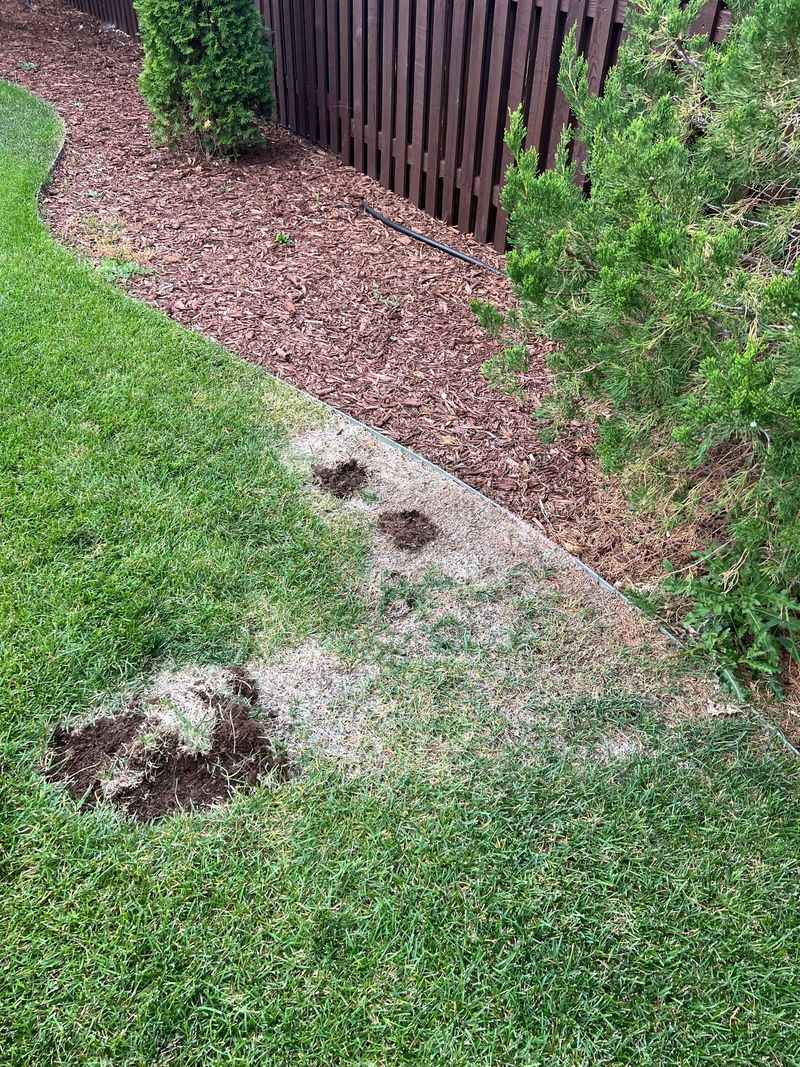 Overwatered Turf Makes Grubs Easier To Find Overwatered Turf Makes Grubs Easier To Find