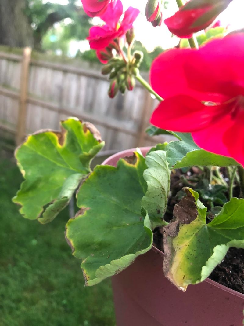 Overwatering Can Mimic Drought Overwatering Can Mimic Drought