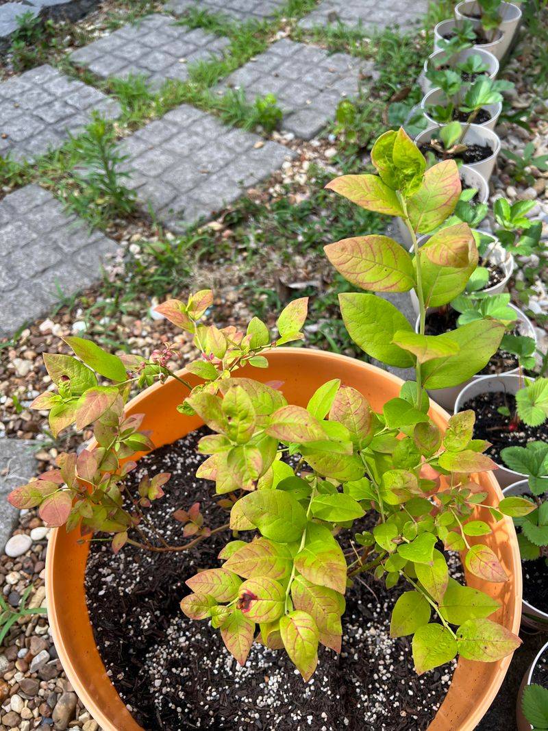 Overwatering Can Suffocate Fine Roots Overwatering Can Suffocate Fine Roots