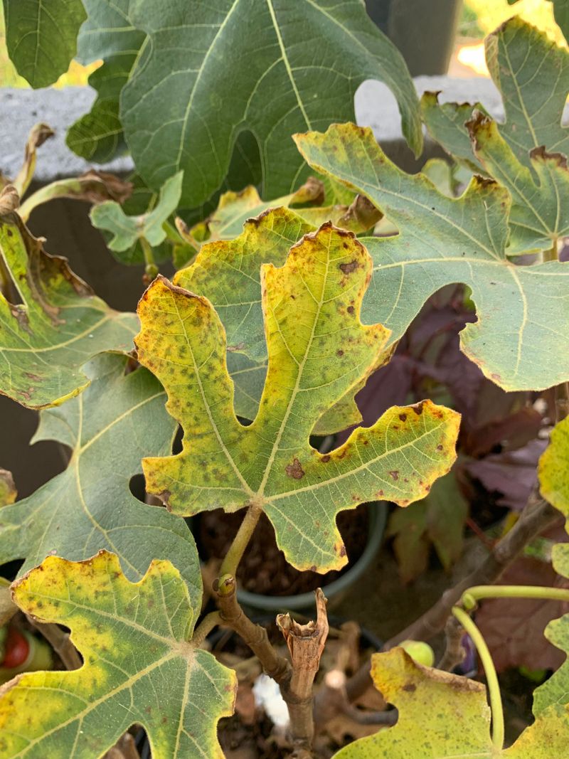 Overwatering Can Yellow Leaves Too Overwatering Can Yellow Leaves Too