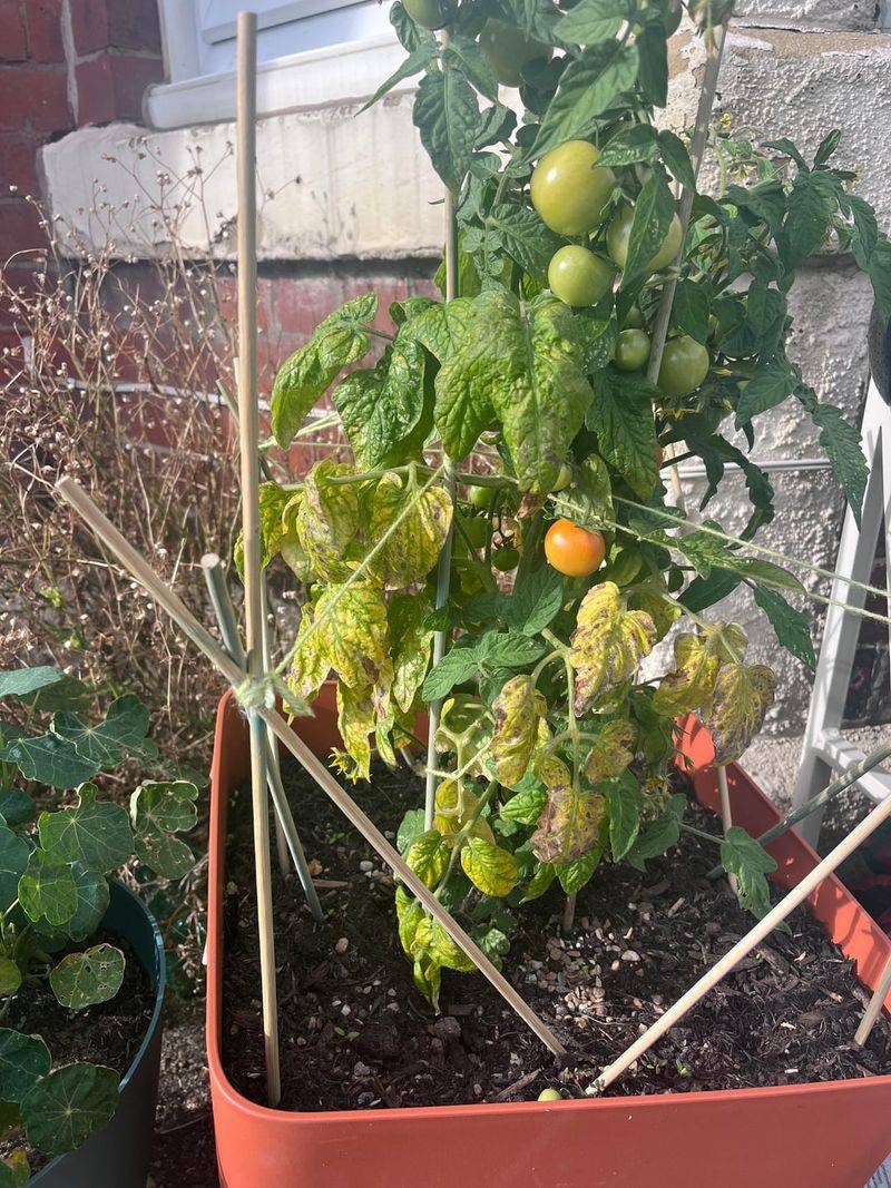 Overwatering Clay Soil After One Hot Afternoon Overwatering Clay Soil After One Hot Afternoon