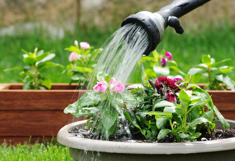 Overwatering Creates Better Breeding Conditions