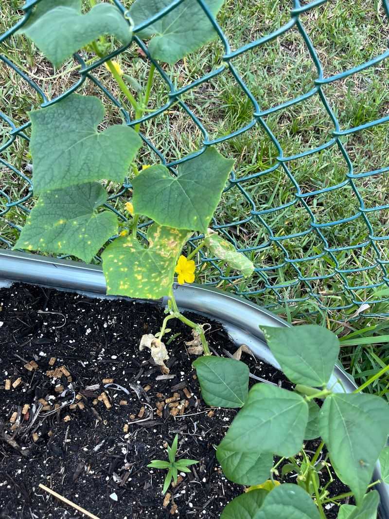 Overwatering Does More Damage Than Gardeners Expect