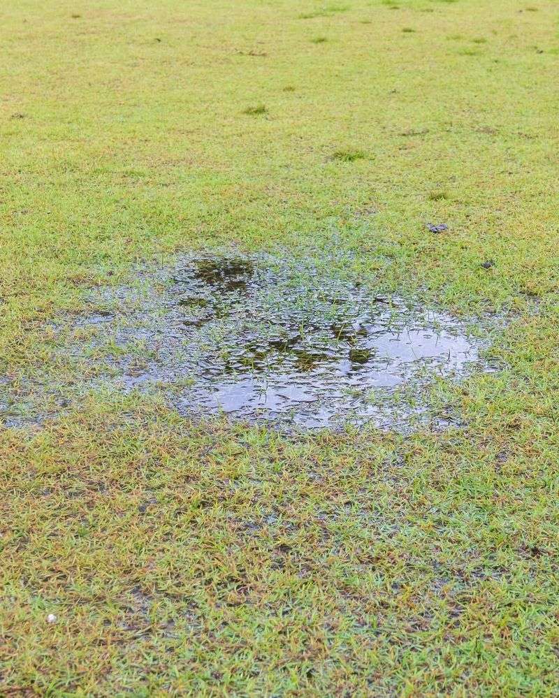 Overwatering Encourages Weak Shallow Roots Overwatering Encourages Weak Shallow Roots