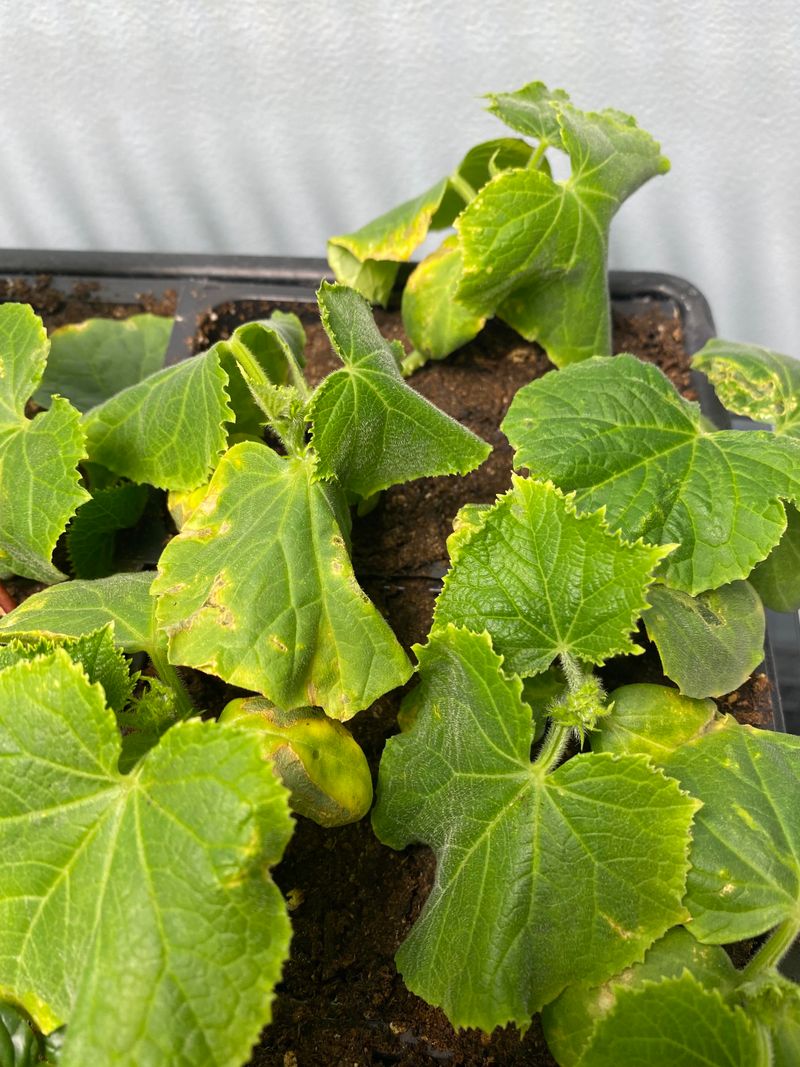 Overwatering Leads To Root Damage And Yellowing Overwatering Leads To Root Damage And Yellowing