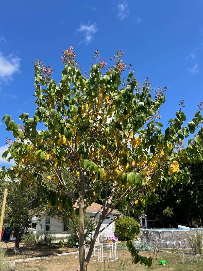 Overwatering Once Trees Are Established