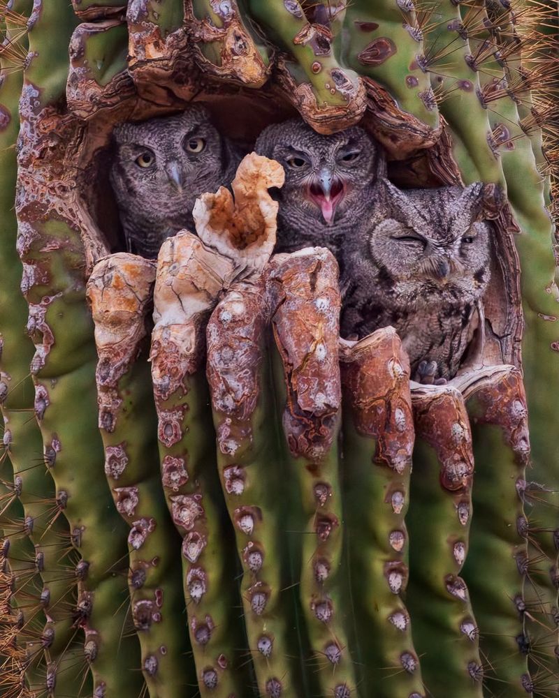 Owl Activity Often Signals A Healthy Ecosystem