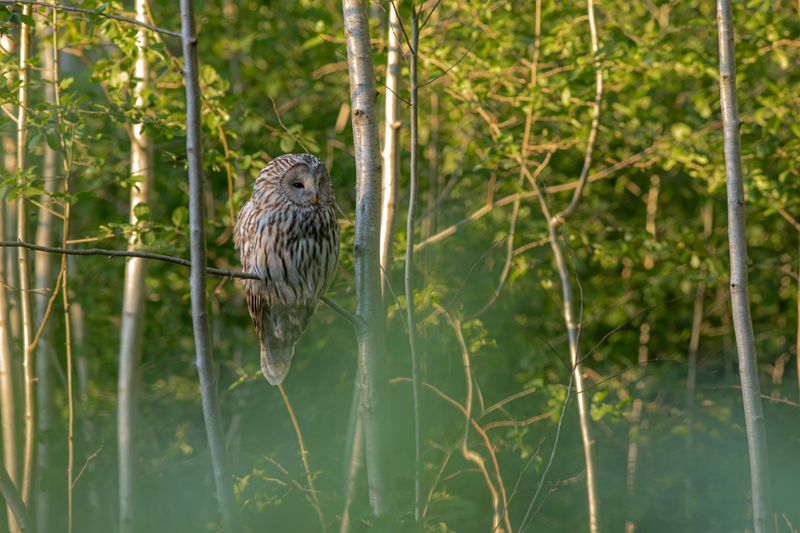 Owls Are Drawn To Yards With Reliable Prey