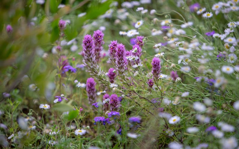 Owl's Clover Fits Naturalized Wildflower Patches Owl's Clover Fits Naturalized Wildflower Patches