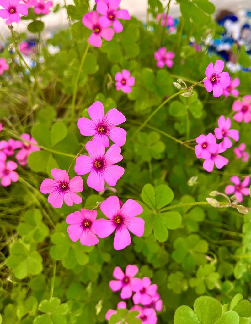 Oxalis Looks Sweet Until It Spreads