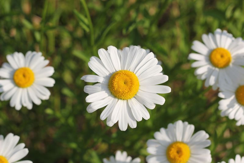 Oxeye Daisy (Leucanthemum Vulgare)