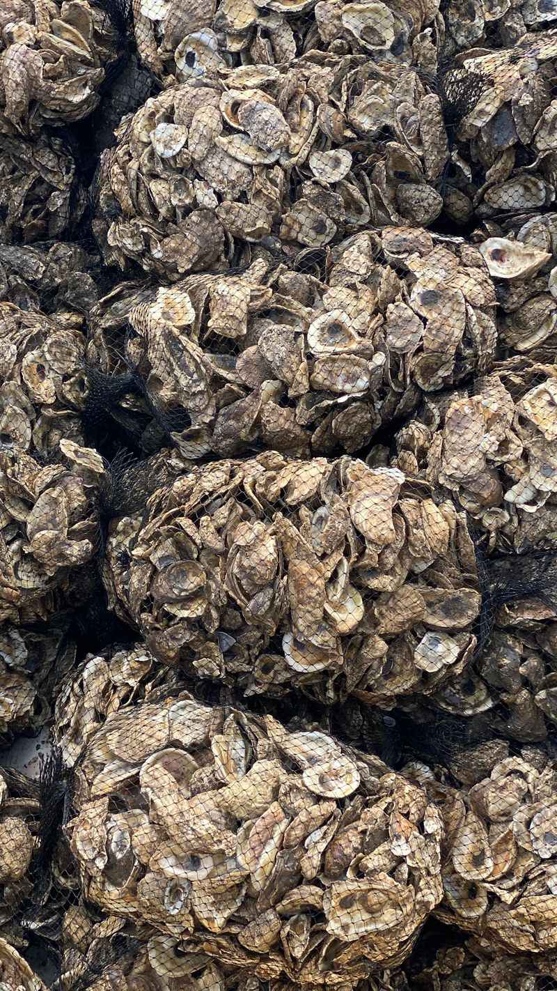 Oyster Reefs Face Ongoing Disease Pressure