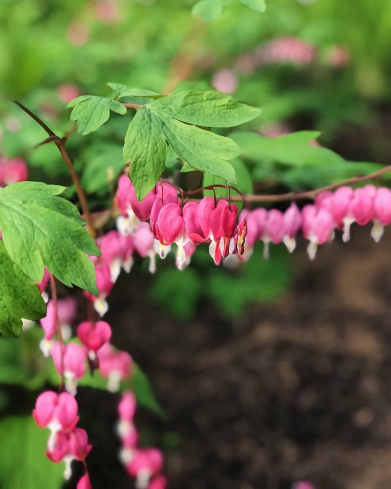 Pacific Bleeding Heart Softens Bare Ground