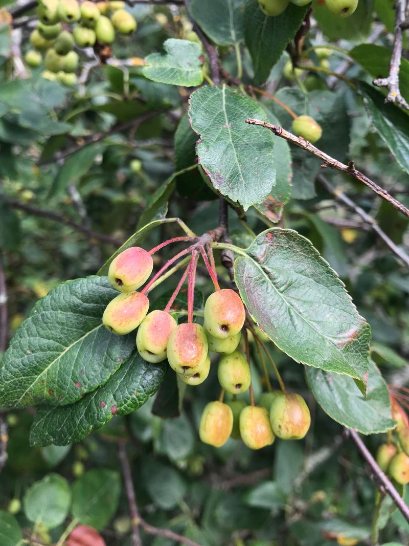 Pacific Crabapple Works In Wet Rough Edges Pacific Crabapple Works In Wet Rough Edges
